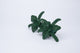 Orchids green. Iraca straw.