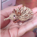 handwoven hedgehog